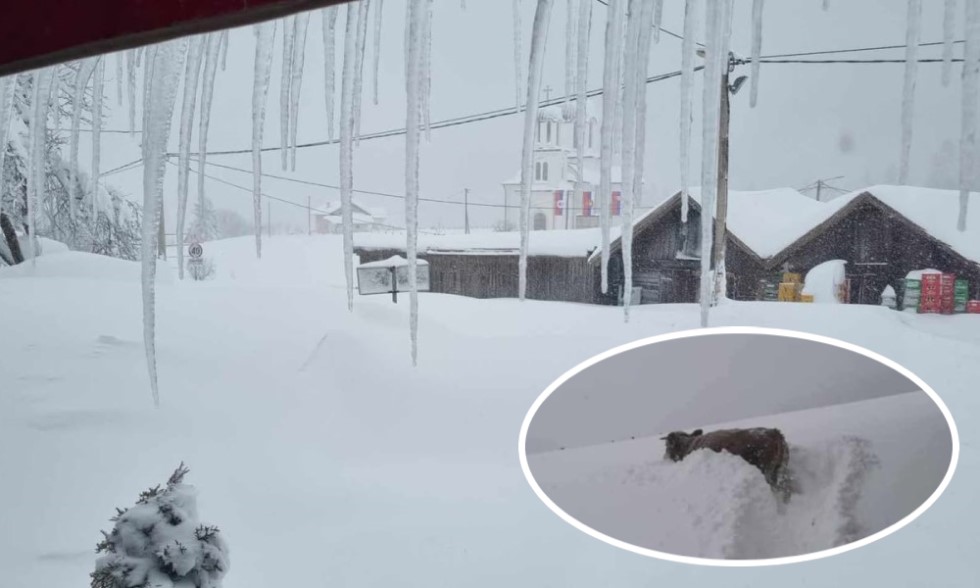 Stoka se zaglavila u smetovima: Ovako živi Manjača sa metar i po snijega   FOTO