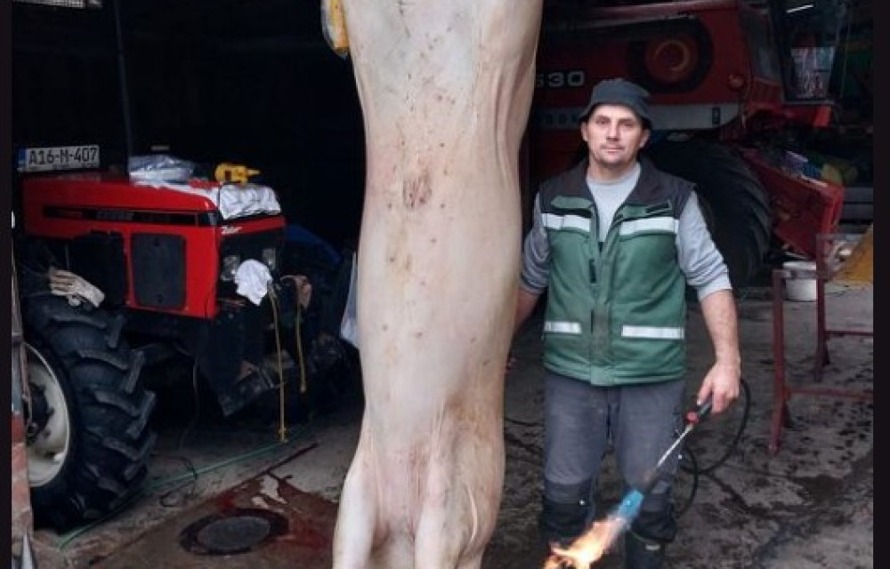 Kolika “grdosija”: Uzgojio tovljenika teškog 430 kilograma FOTO