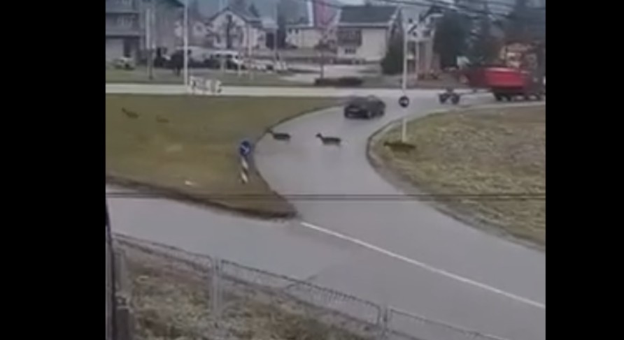 Krdo jelena prešlo cestu na Palama: Prizor koji oduzima dah VIDEO