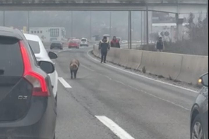 Potjera za životinjom: Svinja na brzoj cesti kod Banjaluke VIDEO