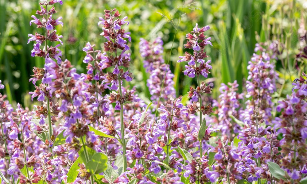 Biljka sa 100 lica: Najjači antibiotik prirode