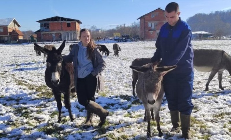 Mlijeko kao ljekoviti eliksir: Porodica iz Srpske uzgaja magarce – ovo je njihova priča VIDEO