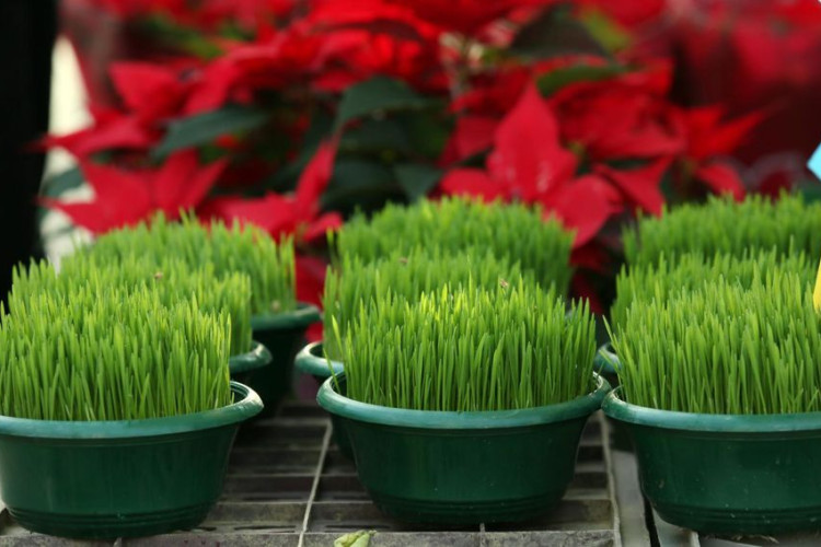 Nikako je ne bacajte u smeće: Evo šta treba uraditi sa božićnom pšenicom