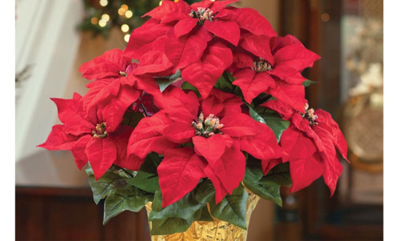 Ova biljka najljepše ukrasi kuću za praznike: Dodaje živopisne boje svakom domu ili vrtu