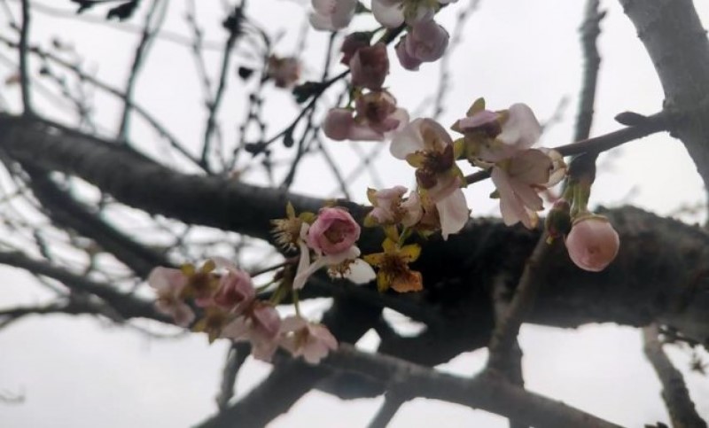 Neobična pojava: U Prijedoru procvjetala japanska trešnja – šta kaže vjerovanje