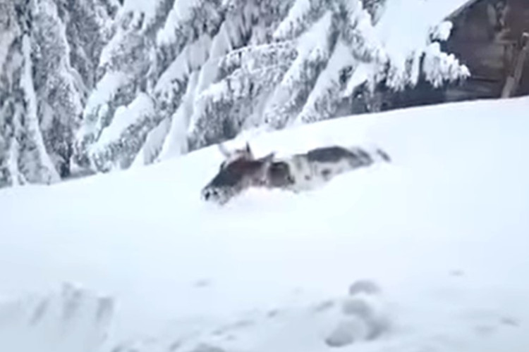 Haos u Kneževu: I stoka se jedva probija kroz snijeg VIDEO