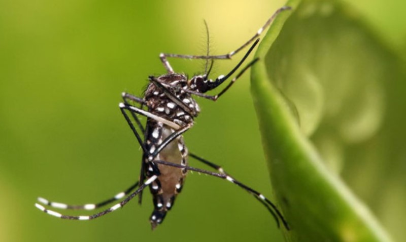 Značajan korak u borbi protiv bolesti: Napravljeni GMO komarci koji ne ujedaju ljude