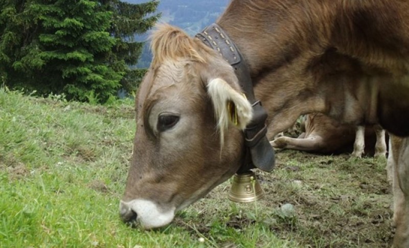 Opasnost od klizišta: Krave evakuisane helikopterom u Švajcarskoj VIDEO