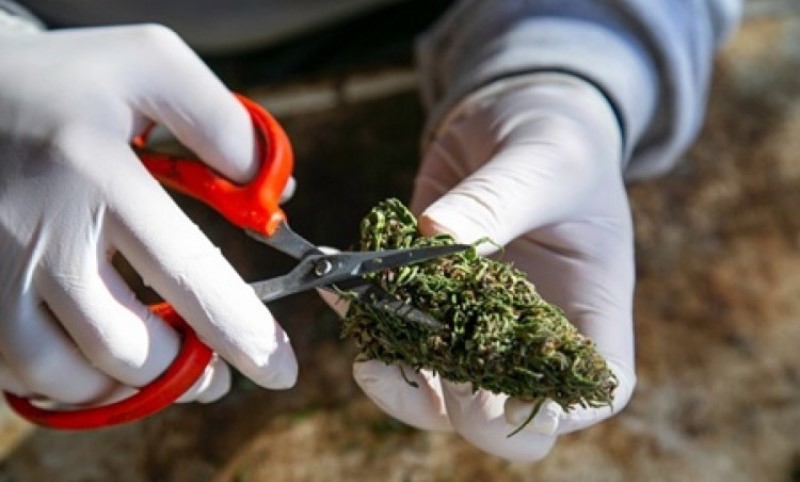 Zapalili kuću da sakriju tragove: Optuženi da su u Bijeljini uzgajali drogu