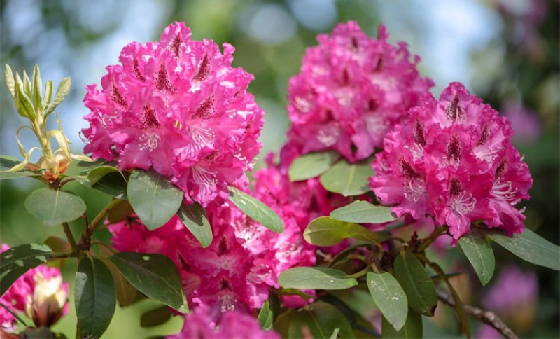 Cvijet kome ne smeta hladnoća: Posadite ga sada i krasiće izgledom cijele godine