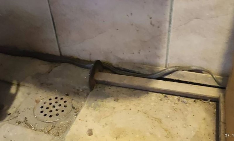 Ugodno zimsko sunce zbunilo i prirodu: Zmija ušla u kuću usred decembra