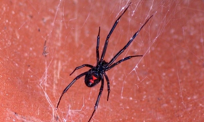 Stigla iz SAD-a: Crna udovica pojavila se po prvi put u Slovačkoj