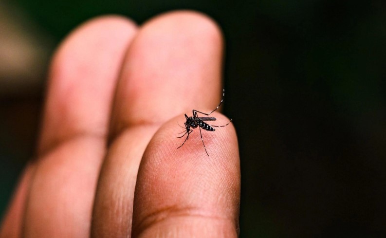 Insekti bježe od ovog mirisa kao “đavo od krsta”: Napravite sami sprej koji čuva kuću cijelo ljeto