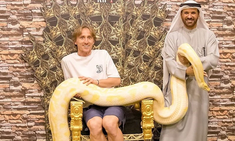 Oči u oči sa zmijom: Modrić u šoku nakon što je piton “krenuo” na njega VIDEO