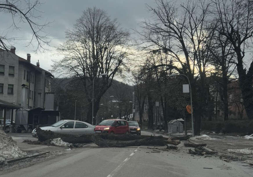 Izbjegnuta tragedija: Srušeno stablo u Banjaluci, nadležni još ne reaguju
