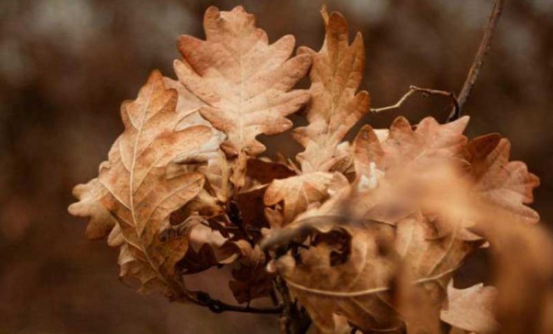 Ne treba ga čuvati za sljedeću godinu: Uputstvo za postupanje sa badnjakom tokom Božića