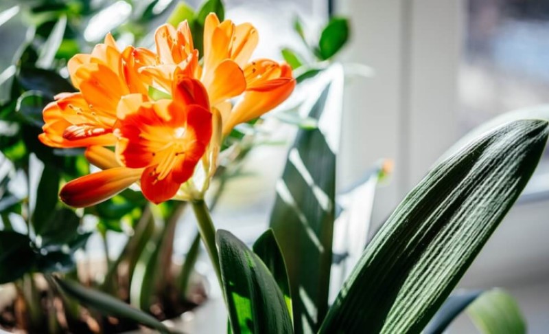 Trik za zalivanje biljaka dok ste na odmoru: Obezbijedite im vodu na ovaj način