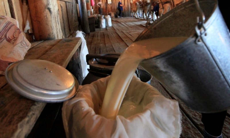 Domaći proizvođači u teškoj situaciji: Uvoz jeftinijih nekvalitetnih proizvoda urušava situaciju u mljekarstvu