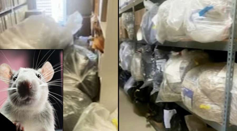 Policija u velikom problemu: Pacovi jedu zaplijenjenu drogu VIDEO