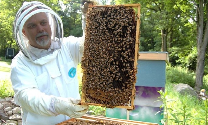 Pčelari nezadovoljni: Medobranje ispod prosjeka u ovoj godini