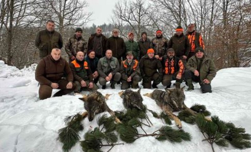 Predatori se spuštaju u niže predjele: Lovci ubili tri vuka u ovom dijelu Srpske