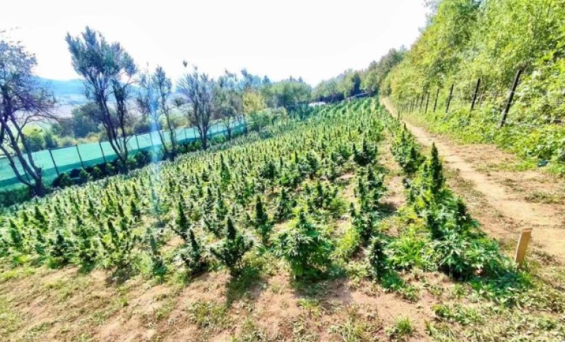 Krivično djelo! Potvrđena optužnica protiv tri osobe zbog uzgoja kanabisa