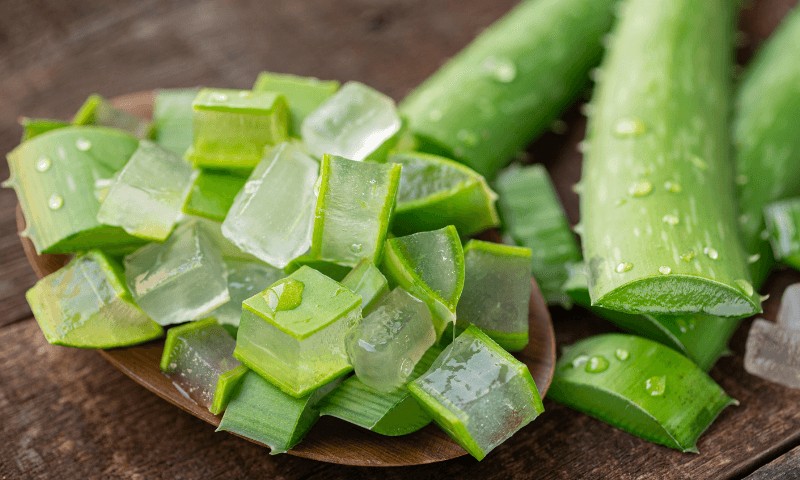 Ovo je najkorisnija biljka koju možete imati: Pet je razloga za to