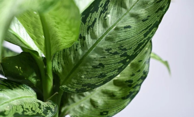 “Svekrvin jezik”: Mnogi drže ove dvije biljke u kući, a veoma su otrovne