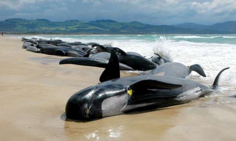 Stručnjaci ne znaju razlog: Više od 150 kitova nasukano na obali Tasmanije VIDEO