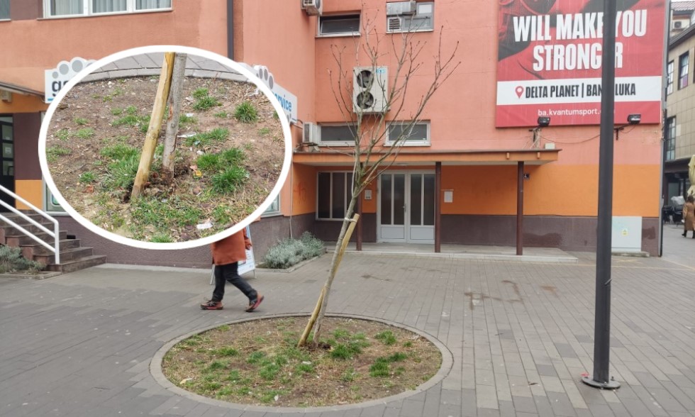 U rikverc, pa pravo na drvo! Vozikanje po Gajevoj ulici kobno za sadnice FOTO/VIDEO