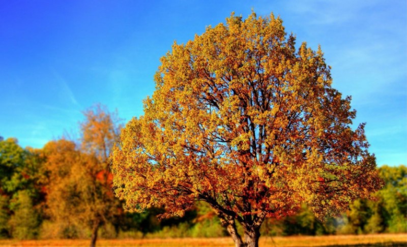 Drvo budućnosti! Na svom imanju zasadio biljku koja donosi zaradu i do 50.000 evra!