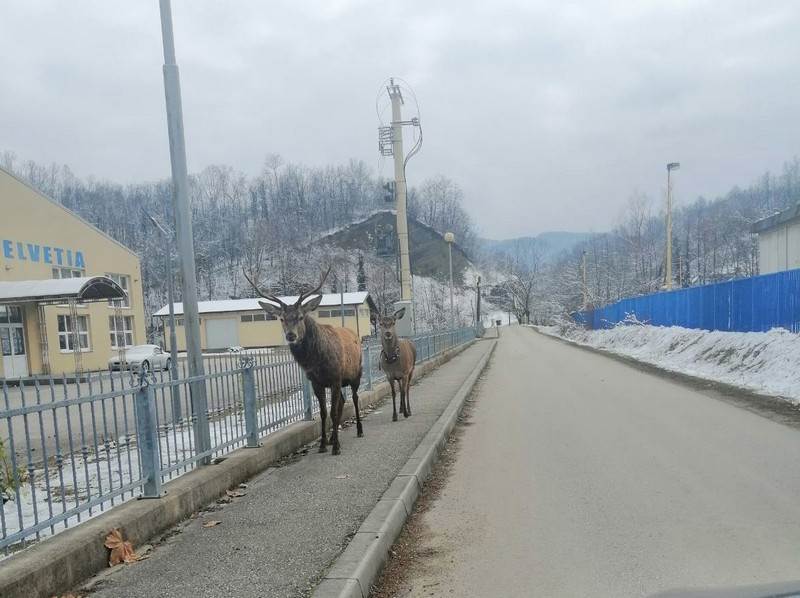 Neobičan prizor: Jeleni s Majevice svratili u Lopare