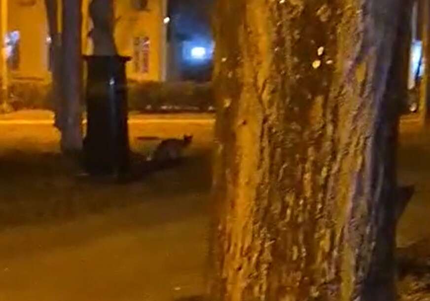 Lisice se navikle na gradove: Šumska zvijer u strogom centru Banjaluke VIDEO