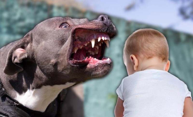 Drama u dvorištu porodične kuće: Pit bul izujedao ženu i bebu – iznenada podivljao