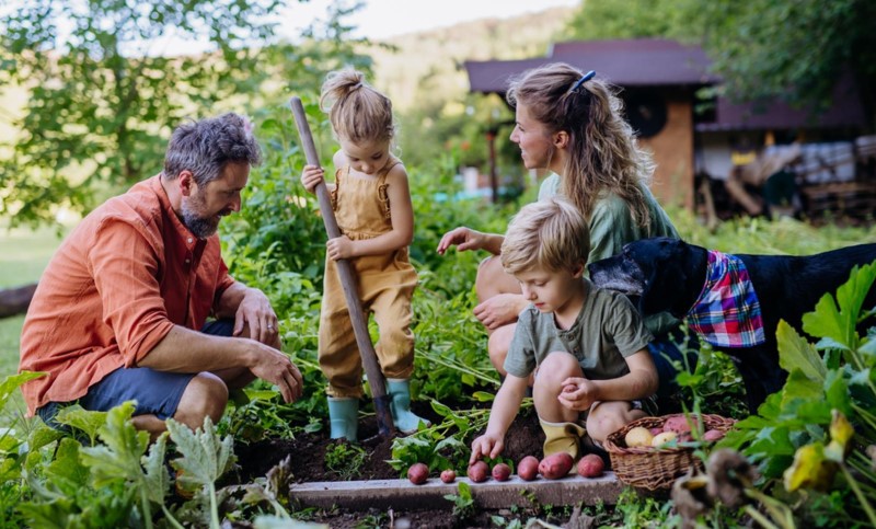 Ove biljke su čudo: Nakon što ih jednom posadite u vrtu plodove ćete ubirati godinama