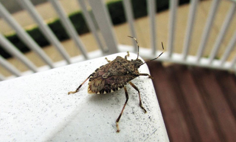 Ponovo najezda smrdi buba: Saznajte kako ih se lako i brzo riješiti ...