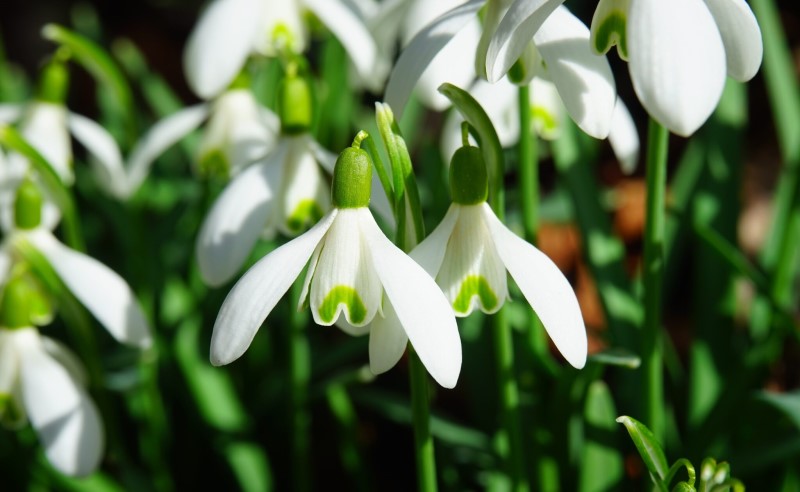 Simbol utjehe i čednosti, ali… Vjerovanje kaže da ovaj cvijet ne smije da cvjeta u kući