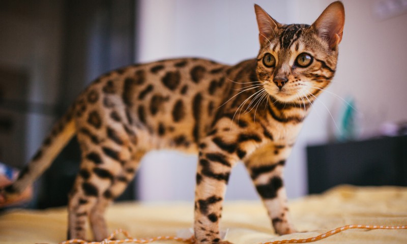 Zanimljivo! Zašto mačka neprestano grize svog vlasnika, evo šta kažu stručnjacima