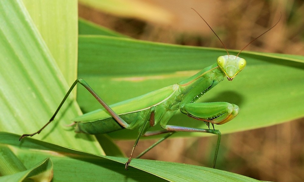 Nipošto je ne ubijajte: Bogomoljka vam je ušla u kuću – saznajte šta to znači