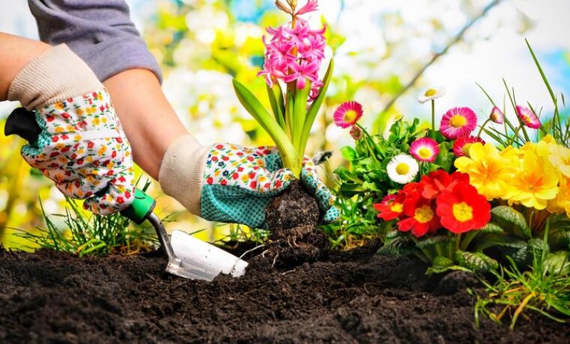 Bogatstvo boja i mirisa: Posadite ovo cvijeće u oktobru i na proljeće ćete imati baštu iz snova