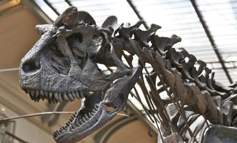Kostur star oko 230 miliona godina: Pronađen jedan od najstarijih dinosaurusa