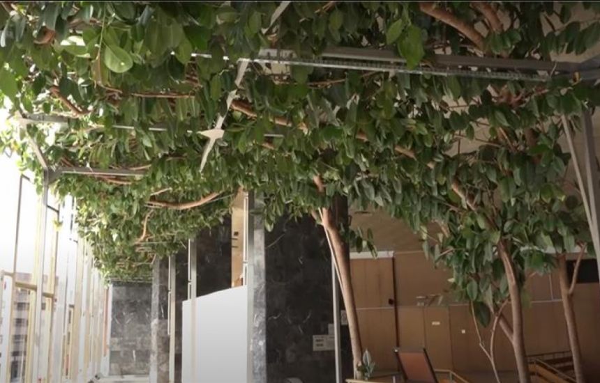 Čudo prirode: Fikus star više od pola vijeka prava atrakcija grada na Moravi VIDEO