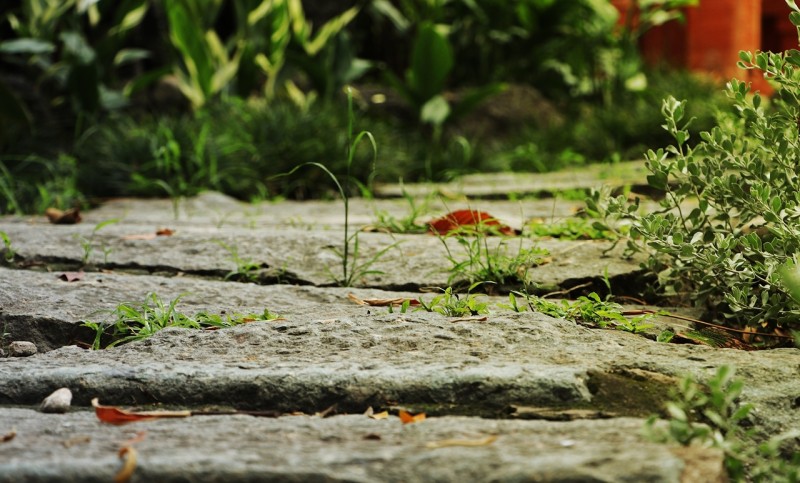Čupanje korova odlazi u zaborav: Samo pospite ovu namirnicu po njemu i biće trajno uništen
