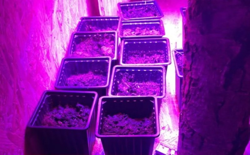 Jedna osoba uhapšena: U Gradišci otkrivena laboratorija za uzgoj marihuane