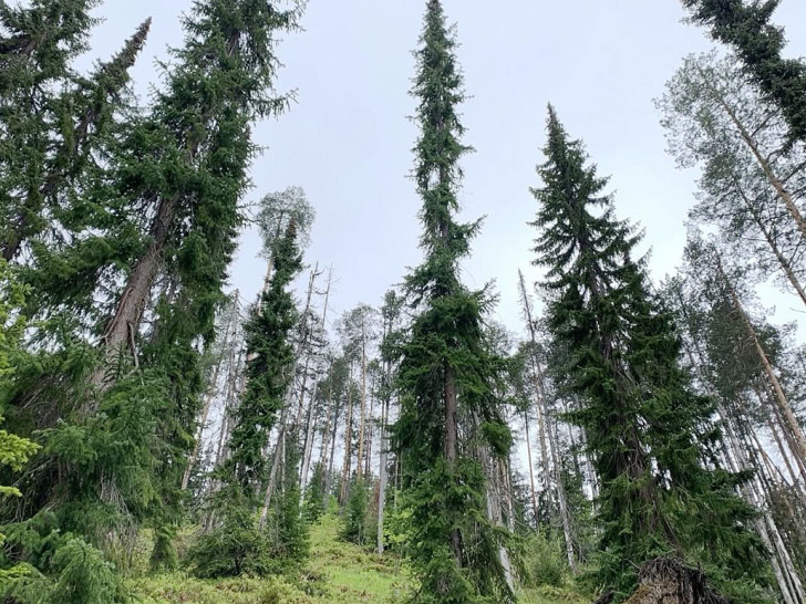 Vlada Srpske odlučila: Pančićeva omorika proglašena vrstom od republičkog značaja