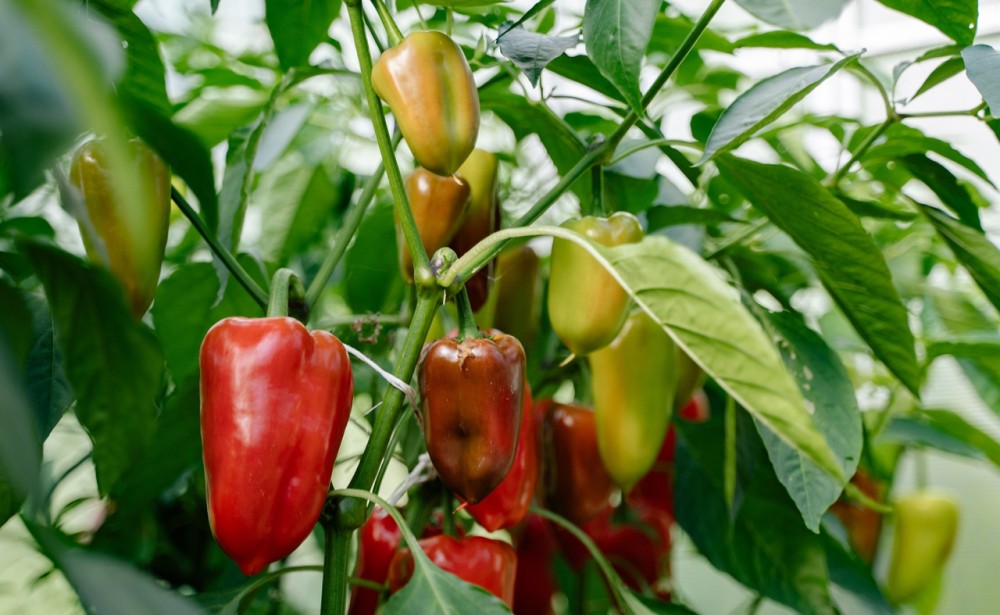 Napravite sami: Zalijevajte paradajz i paprike ovim rastvorom i rodiće kao nikada prije