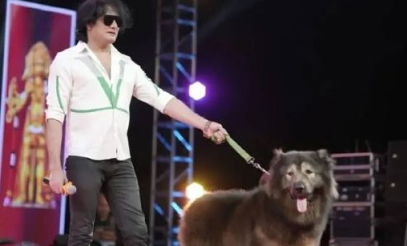 Neko ima viška para: Pas dobijen ukrštanjem vuka i kavkaskog ovčara prodat za 32,6 miliona