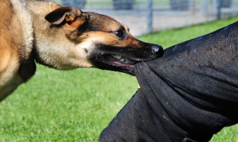 Pet pasa napalo ženu (60)! U bolnici završila sa povredama opasnim po život