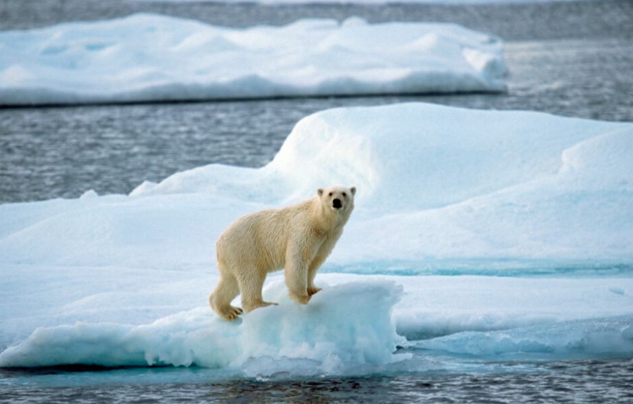Dnevna doza humora: Medvjedi i sapun