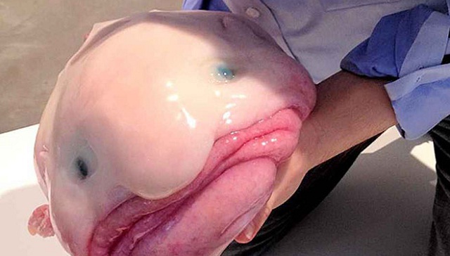 Najružnija na svijetu, a ipak je riba godine FOTO